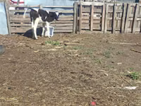 母牛, Cattle — 照片 2
