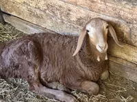 भेड़, Afghan Arabi sheep — फ़ोटो 4
