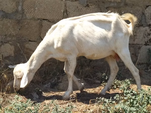 Goat, Saanen goat