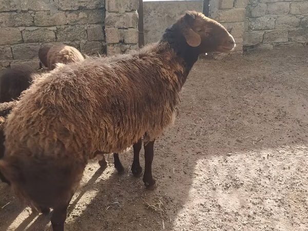 كبش, الأغنام