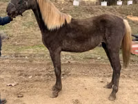 Mare, Rocky Mountain Horse — photo 1