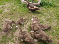 Ducks — Foto 1