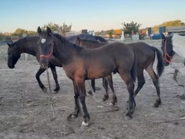 Caballo, Friesian