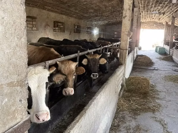 بقرة, Russian Black pied cattle
