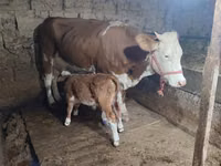 गाय, मवेशी — फ़ोटो 3