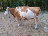 Kuh, Simmental cattle — Foto 3