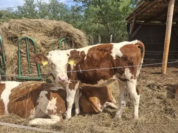 गाय, Simmental cattle