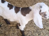 Billy Goat, Nubian Goat — photo 1
