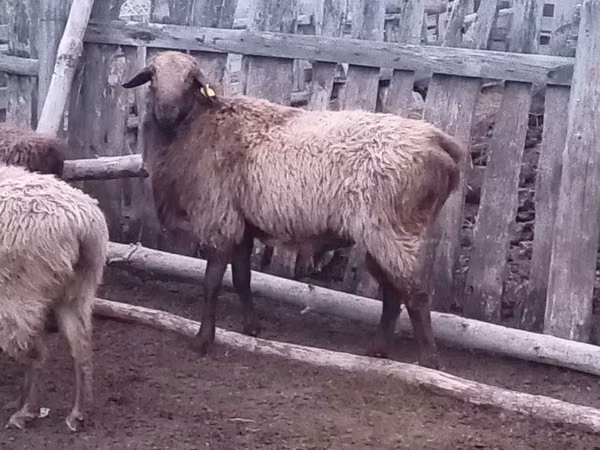 Widder, Edilbay sheep