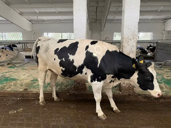 Kuh, Holstein-Rasse — Russland