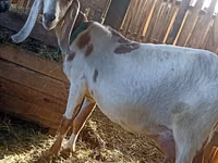 बकरा, Kamori goats — फ़ोटो 4