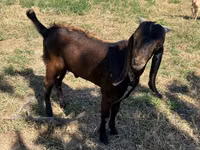 Billy Goat, Beetal goats — photo 2