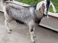 Goat, Irish goat — photo 4