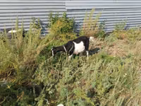 बकरी, Alpine goat — फ़ोटो 4