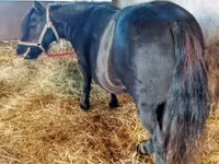 घोड़ी, American shetland pony — फ़ोटो 1