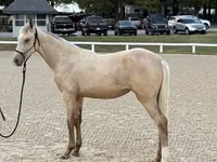 घोड़ी, Rocky Mountain Horse — फ़ोटो 1