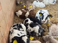 Rinder (Partie, Geschlecht nicht angegeben), Simmental cattle — Foto 3