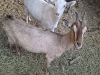 تيس, Russian White goat — الصورة 1