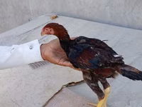 Chickens — 照片 7