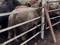 Toro, Simmental cattle — foto 1