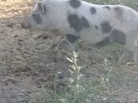 Sow, Pigs — photo 4