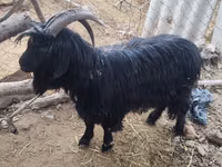 Ямаа, Dagestan coarsewool goat — 2 зураг