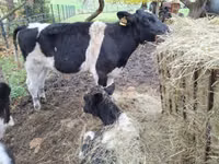 牛只（批次，未指定性别）, Cattle — 照片 7