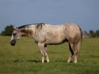 Caballo, Quarter Horse — foto 1