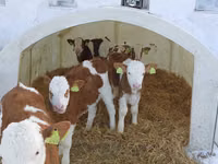 Bulle, Simmental cattle — Foto 1