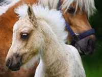 Pferde (Partie, Geschlecht nicht angegeben), Shetland Pony — Foto 6