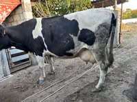Kuh, Russian Black pied cattle — Foto 2