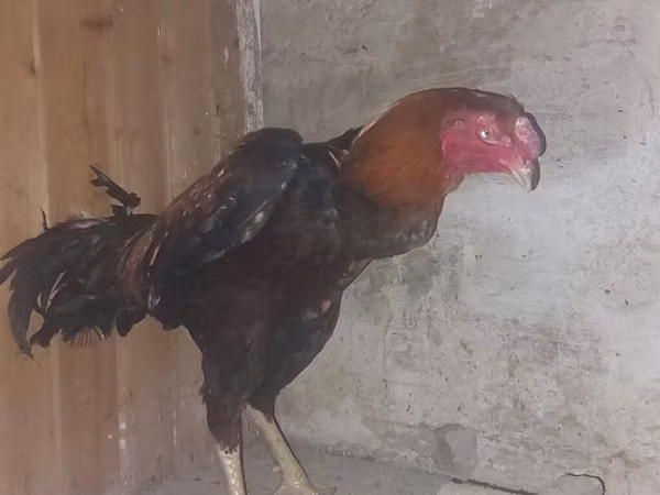 Chickens