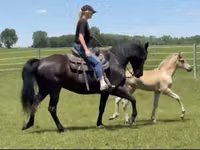 घोड़ा, Rocky Mountain Horse — फ़ोटो 7