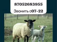 كبش, Gorkov sheep — الصورة 1