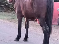 Horse (M), Horses — photo 2