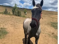 Caballo, Caballos — foto 1