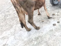 母牛, Cattle — 照片 6