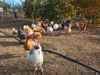 Danish hen — photo 5
