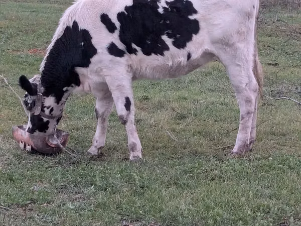 Cow, Russian Black pied cattle