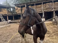 公马, Horses — 照片 4