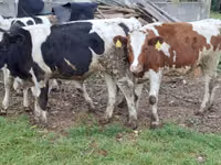 Kuh, Russian Black pied cattle — Foto 4