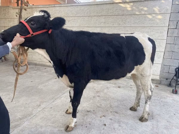 Cow, Holstein breed