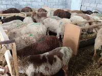 母羊, Beulah Speckled face sheep — 照片 3