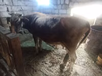 母牛, Cattle — 照片 2