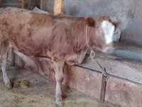 母牛, Cattle — 照片 3