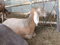 भेड़, Arashan sheep — फ़ोटो 3