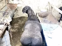 Widder, Hissar sheep — Foto 1