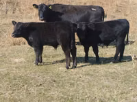 Toro, Swiss cattle — foto 2