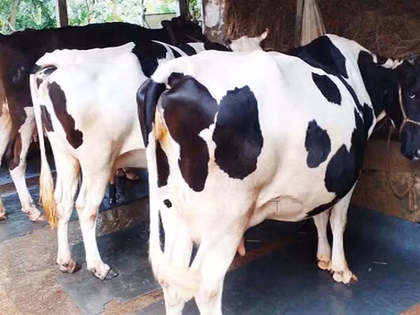 Cow, Holstein breed