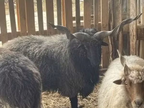 मेढ़ा, Racka sheep